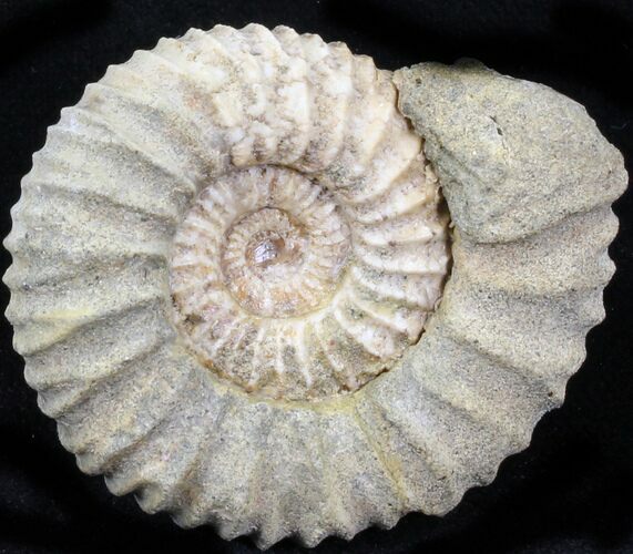 Pavlovia Ammonite Fossil - Siberia #29745